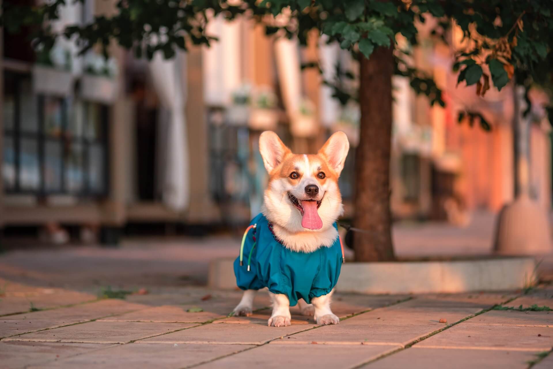 Emergency Vet Triage In Boerne, TX HCA Emergency Hospital