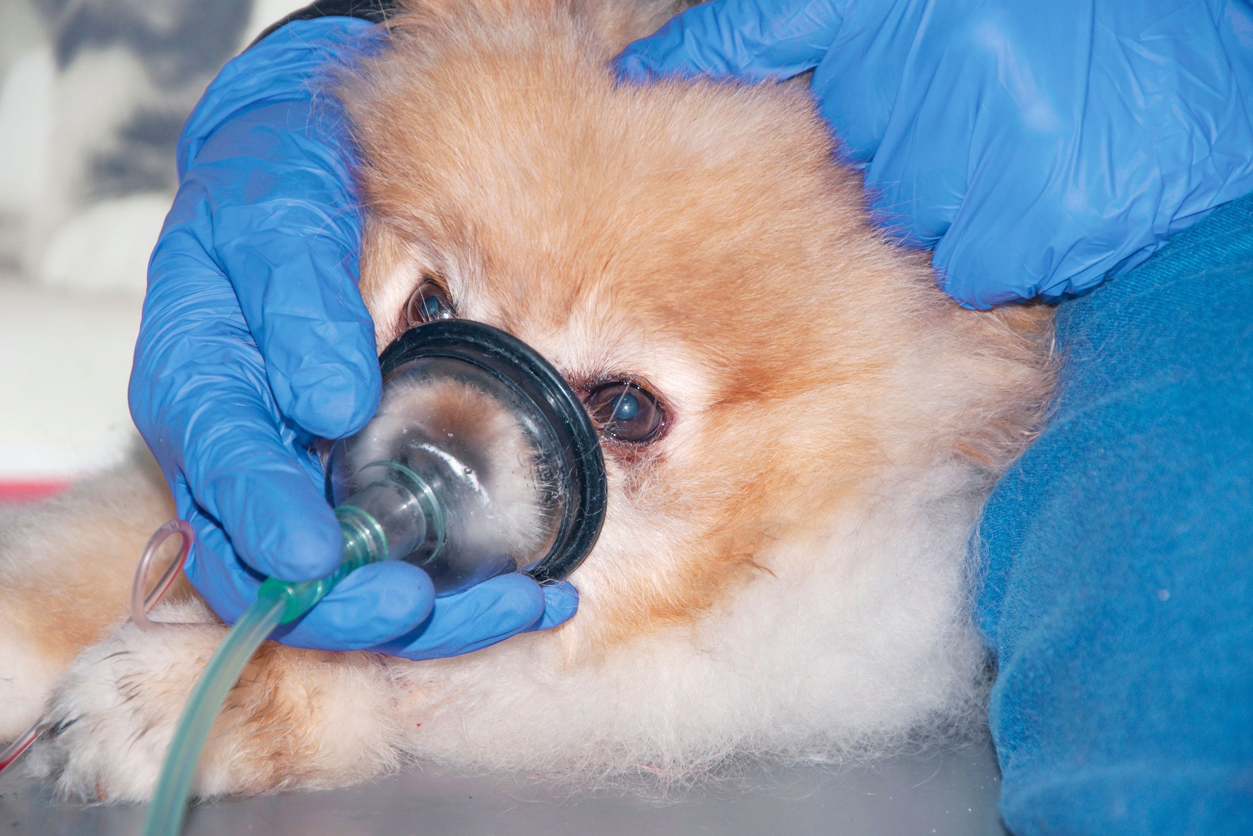 Pet Oxygen Therapy